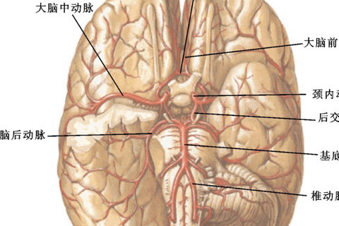 Aplicação do monitoramento neurofisiológico na endarterectomia carotídea